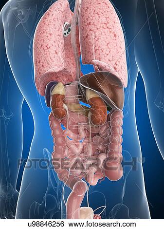 Male anatomy, artwork View Large Illustration Stock Illustration - Male anatomy, artwork. Fotosearch
