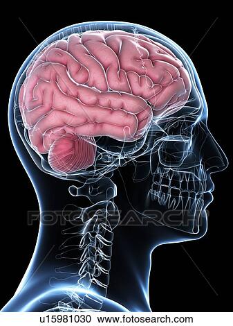 Male brain, artwork View Large Illustration Clipart - Male brain, artwork. Fotosearch