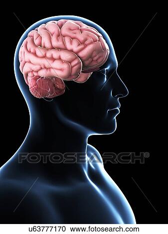 Male brain, artwork View Large Illustration Clipart - Male brain, artwork. Fotosearch