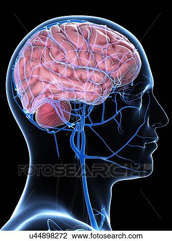 Drawing - Male brain, artwork. Fotosearch