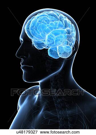 Stock Illustration - Male brain, artwork. Fotosearch
