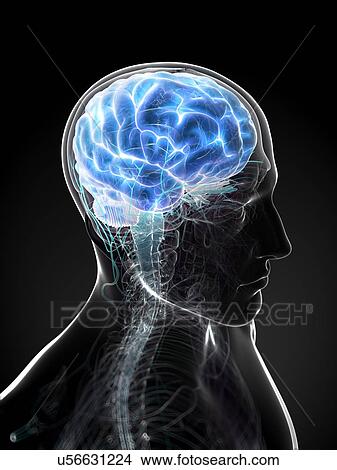 Male brain, artwork View Large Illustration Stock Illustration - Male brain, artwork. Fotosearch
