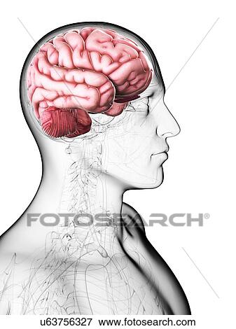 Stock Illustration - Male brain, artwork. Fotosearch