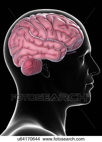 Male brain, artwork View Large Illustration Stock Illustration - Male brain, artwork. Fotosearch
