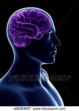 Stock Illustration - Male brain, artwork. Fotosearch