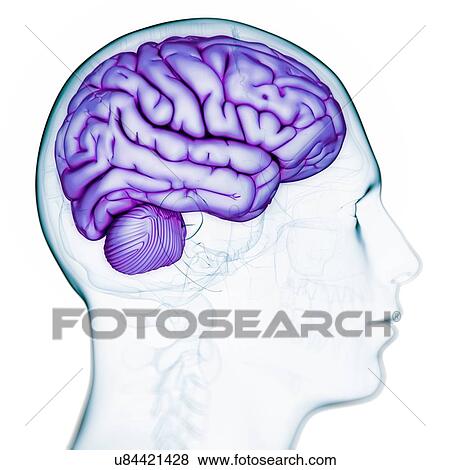 Stock Illustration - Male brain, artwork. Fotosearch