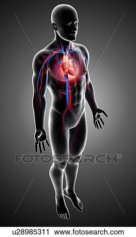 Male cardiovascular system, artwork View Large Illustration Clip Art - Male cardiovascular system, artwork. Fotosearch