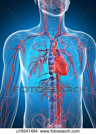 Stock Illustration - Male cardiovascular system, artwork. Fotosearch