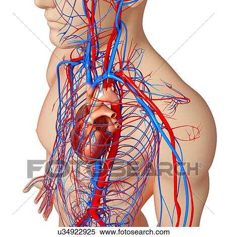 Male cardiovascular system, artwork View Large Illustration Stock Illustration - Male cardiovascular system, artwork. Fotosearch