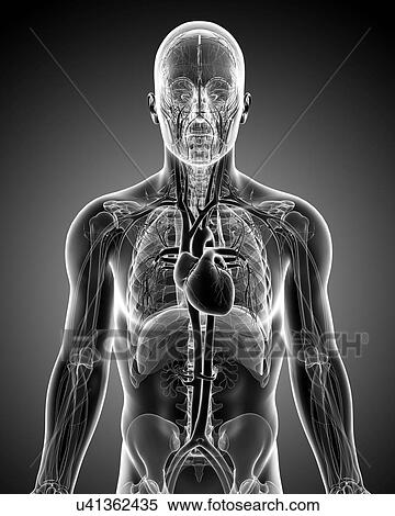 Male cardiovascular system, artwork View Large Illustration Stock Illustration - Male cardiovascular system, artwork. Fotosearch