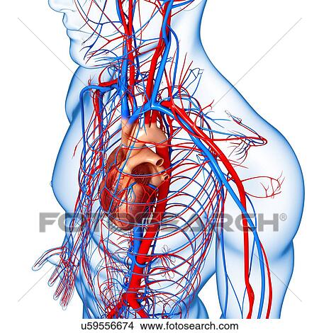 Male cardiovascular system, artwork View Large Illustration Stock Illustration - Male cardiovascular system, artwork. Fotosearch