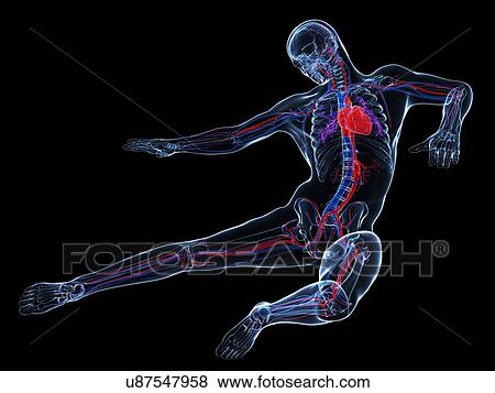 Male cardiovascular system, artwork View Large Illustration Stock Illustration - Male cardiovascular system, artwork. Fotosearch