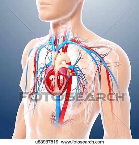 Male cardiovascular system, artwork View Large Illustration Stock Illustration - Male cardiovascular system, artwork. Fotosearch