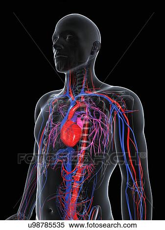 Stock Illustration - Male cardiovascular system, artwork. Fotosearch