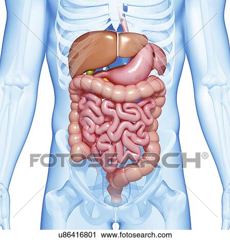 Male digestive system, artwork View Large Illustration Clip Art - Male digestive system, artwork. Fotosearch