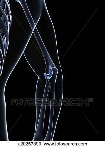 Male elbow bones, artwork View Large Illustration Clipart - Male elbow bones, artwork. Fotosearch