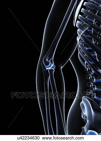 Clipart - Male elbow bones, artwork. Fotosearch