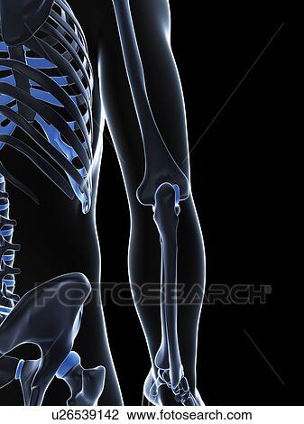 Male elbow bones, artwork View Large Illustration Drawing - Male elbow bones, artwork. Fotosearch