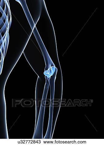 Male elbow bones, artwork View Large Illustration Drawing - Male elbow bones, artwork. Fotosearch