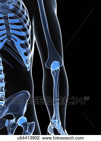 Male elbow bones, artwork View Large Illustration Drawing - Male elbow bones, artwork. Fotosearch