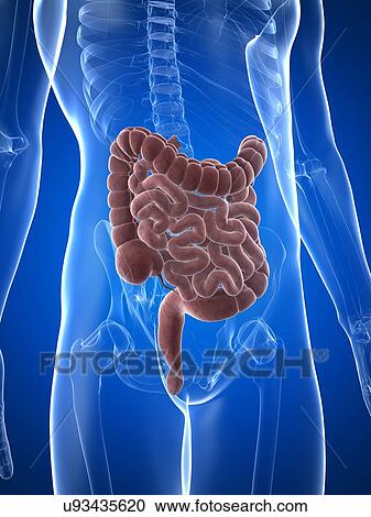 Clipart - Male intestines, artwork. Fotosearch