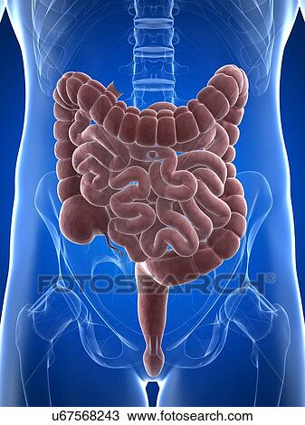 Drawing - Male intestines, artwork. Fotosearch