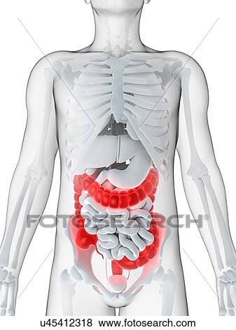 Stock Illustration - Male large intestine, artwork. Fotosearch