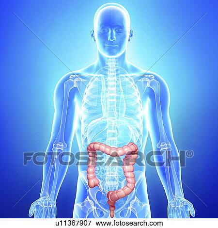 Stock Illustration - Male large intestines, artwork. Fotosearch