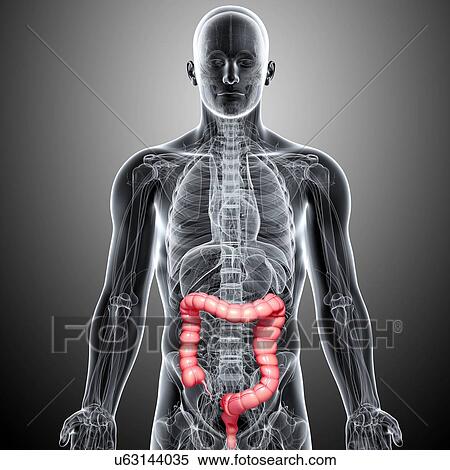Male large intestines, artwork View Large Illustration Stock Illustration - Male large intestines, artwork. Fotosearch
