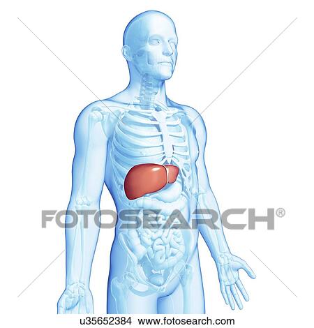 Male liver, artwork View Large Illustration Stock Illustration - Male liver, artwork. Fotosearch