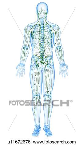 Stock Illustration - Male lymphatic system, artwork. Fotosearch