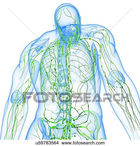 Male lymphatic system, artwork View Large Illustration Stock Illustration - Male lymphatic system, artwork. Fotosearch