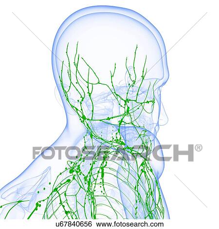 Male lymphatic system, artwork View Large Illustration Stock Illustration - Male lymphatic system, artwork. Fotosearch