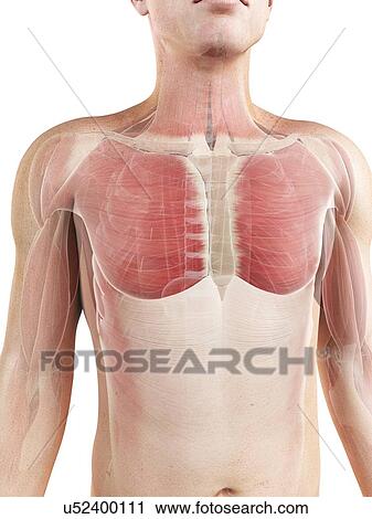 Male musculature, artwork View Large Illustration Clip Art - Male musculature, artwork. Fotosearch