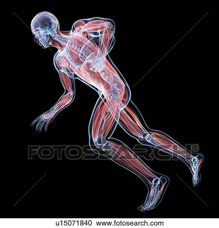 Male musculature, artwork View Large Illustration Clipart - Male musculature, artwork. Fotosearch