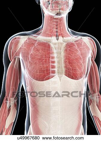 Clipart - Male musculature, artwork. Fotosearch