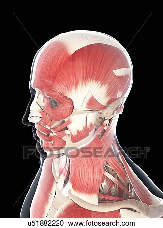 Male musculature, artwork View Large Illustration Clipart - Male musculature, artwork. Fotosearch