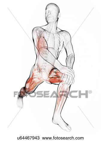 Male musculature, artwork View Large Illustration Drawing - Male musculature, artwork. Fotosearch