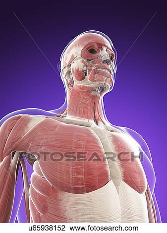 Male musculature, artwork View Large Illustration Drawing - Male musculature, artwork. Fotosearch