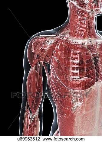 Male musculature, artwork View Large Illustration Drawing - Male musculature, artwork. Fotosearch