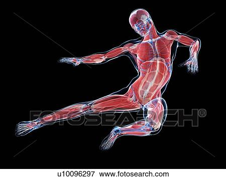 Stock Illustration - Male musculature, artwork. Fotosearch