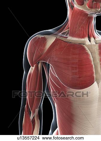 Male musculature, artwork View Large Illustration Stock Illustration - Male musculature, artwork. Fotosearch
