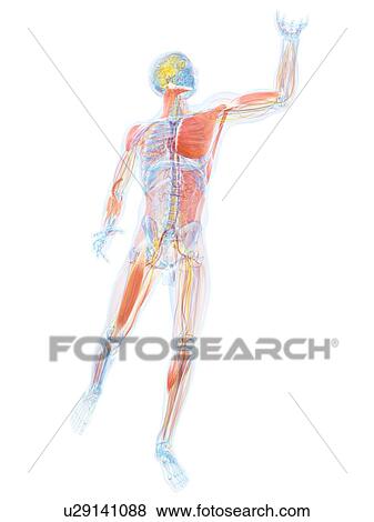 Male musculature, artwork View Large Illustration Stock Illustration - Male musculature, artwork. Fotosearch