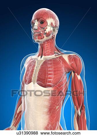 Stock Illustration - Male musculature, artwork. Fotosearch