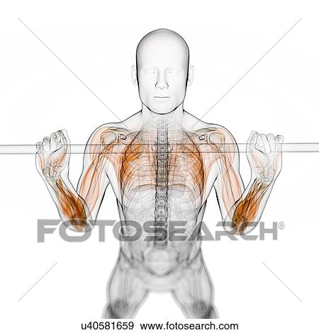 Stock Illustration - Male musculature, artwork. Fotosearch