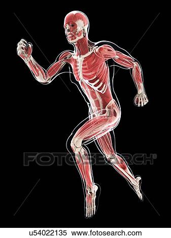Stock Illustration - Male musculature, artwork. Fotosearch