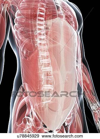 Male musculature, artwork View Large Illustration Stock Illustration - Male musculature, artwork. Fotosearch