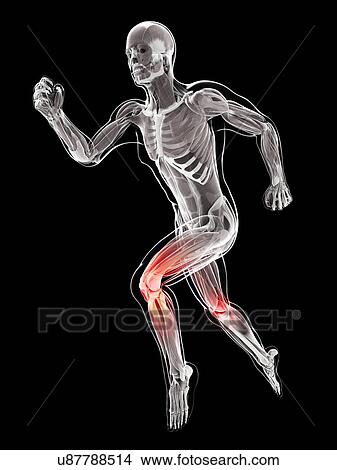 Male musculature, artwork View Large Illustration Stock Illustration - Male musculature, artwork. Fotosearch