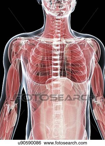 Stock Illustration - Male musculature, artwork. Fotosearch