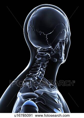 Male neck bones, artwork View Large Illustration Clip Art - Male neck bones, artwork. Fotosearch